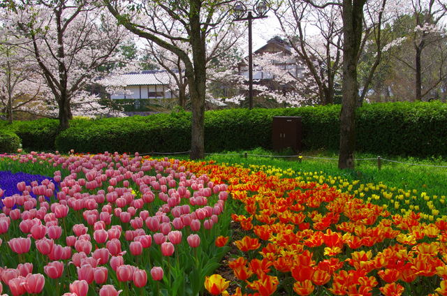 桜チューリップと花嫁 木曽三川公園 Self Portrait 青空と風景をここに