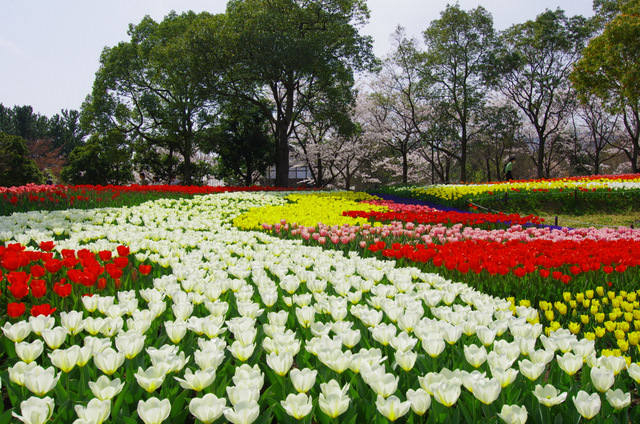 桜チューリップと花嫁 木曽三川公園 Self Portrait 青空と風景をここに