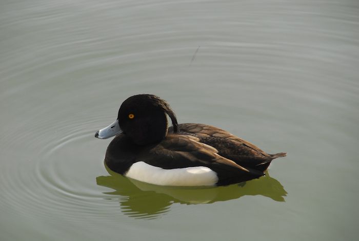 『都心で、鳥見（下）／キンクロハジロ＆カワウ』_a0289546_13585810.jpg