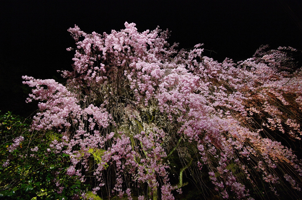 桜　～妙心寺 退蔵院～_f0152550_21195235.jpg