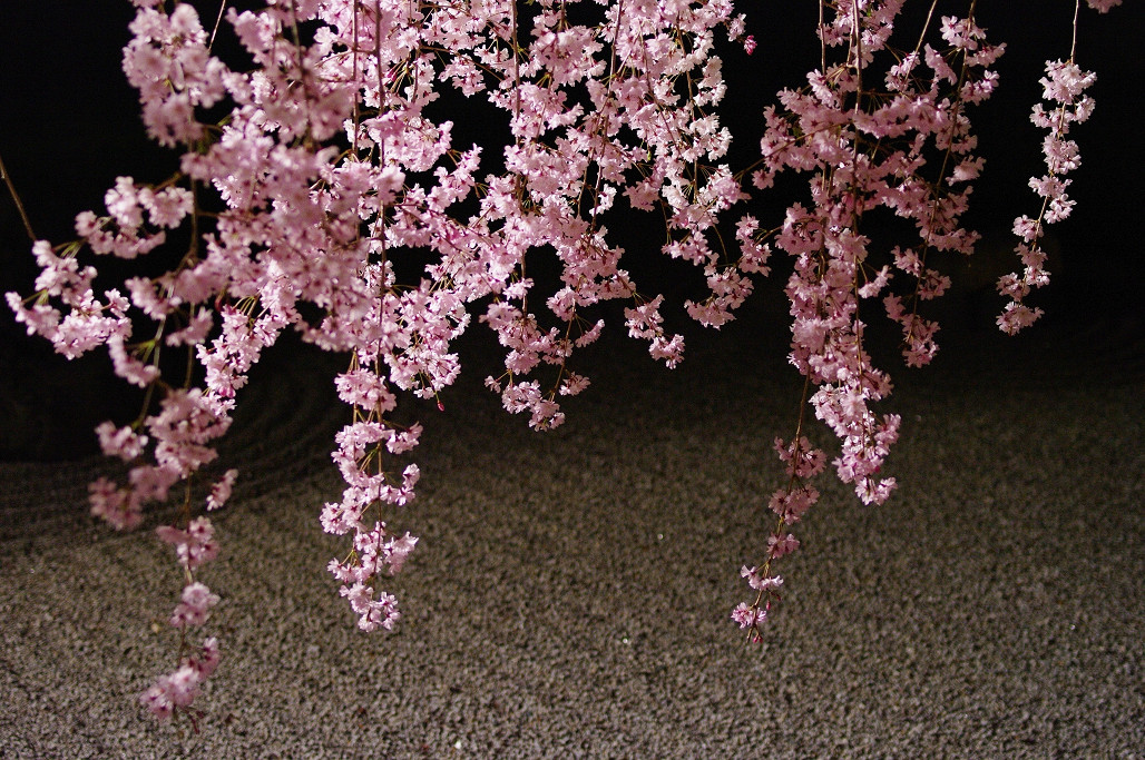 桜　～妙心寺 退蔵院～_f0152550_21211364.jpg