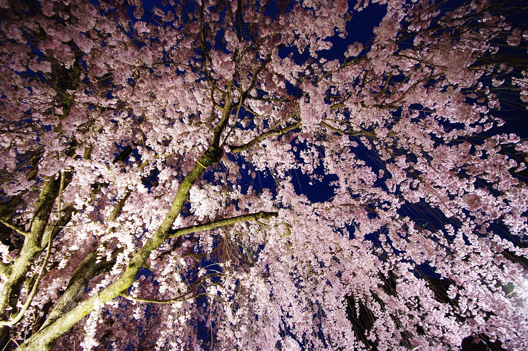 桜　～妙心寺 退蔵院～_f0152550_21325621.jpg