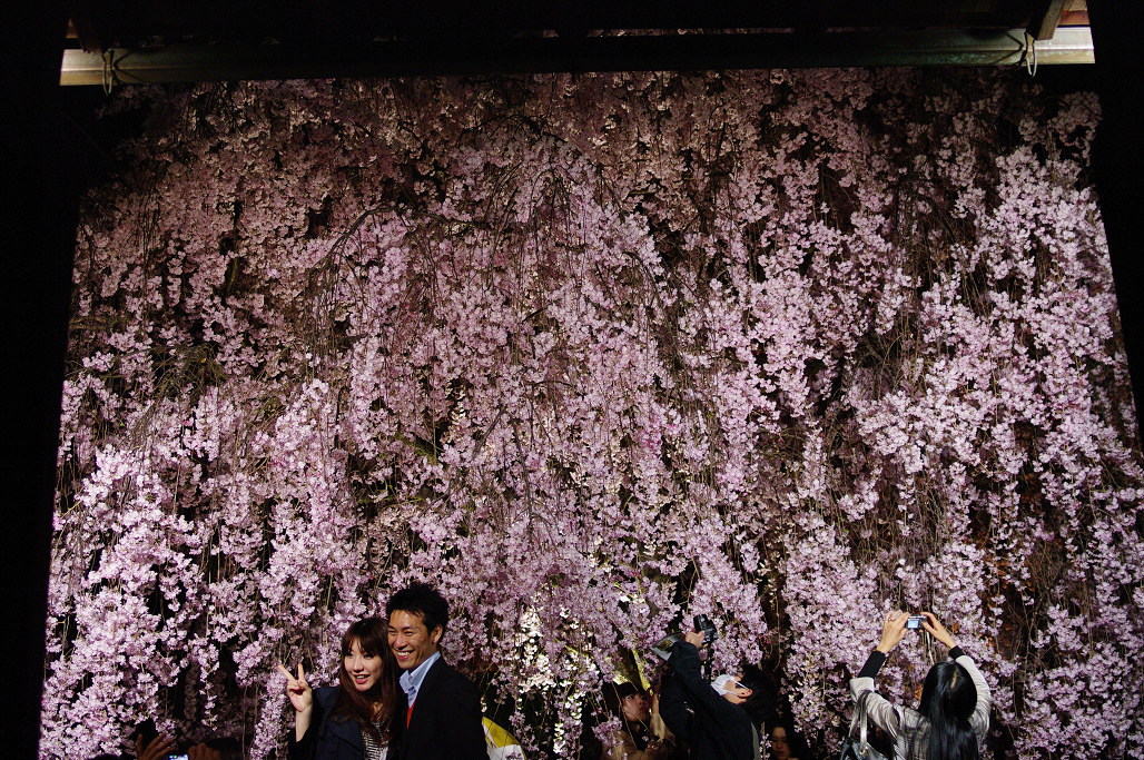 桜　～妙心寺 退蔵院～_f0152550_21341533.jpg