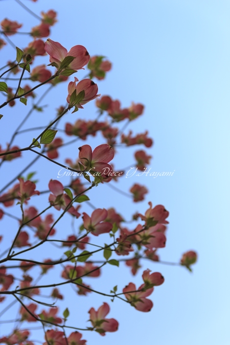 花のある風景　街中の花　ハナミズキ_b0133053_0271460.jpg