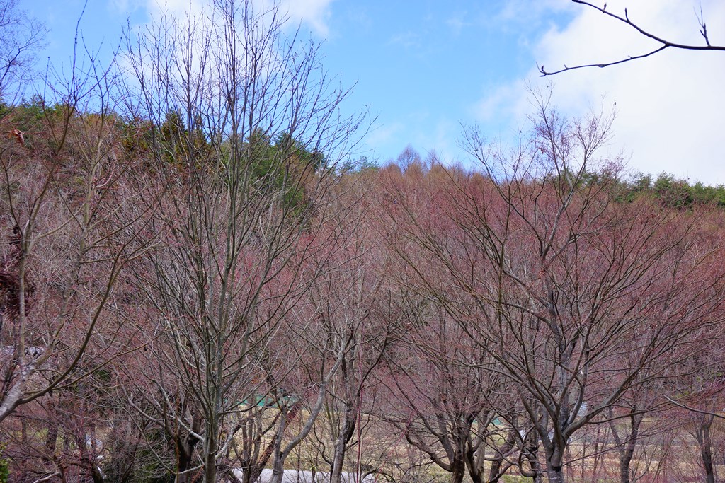 early in spring(長野県岡谷市　出早神社・公園）_e0223456_6582735.jpg