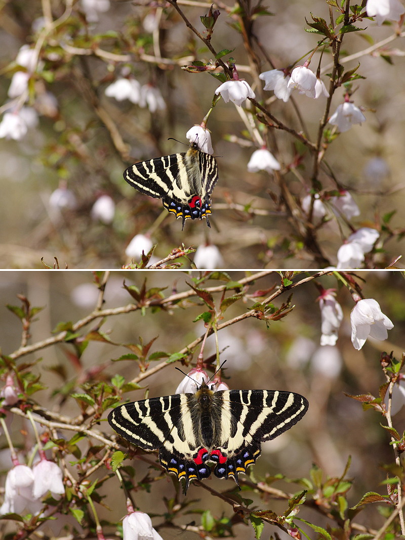 ２０１３．４．４　神奈川県・ギフの里　ギフチョウ （２）　　　２０１２．４．１０（記）_a0181059_1955168.jpg