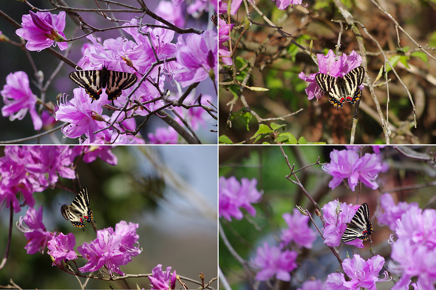 ２０１３．４．４　神奈川県・ギフの里　ギフチョウ （２）　　　２０１２．４．１０（記）_a0181059_20285091.jpg