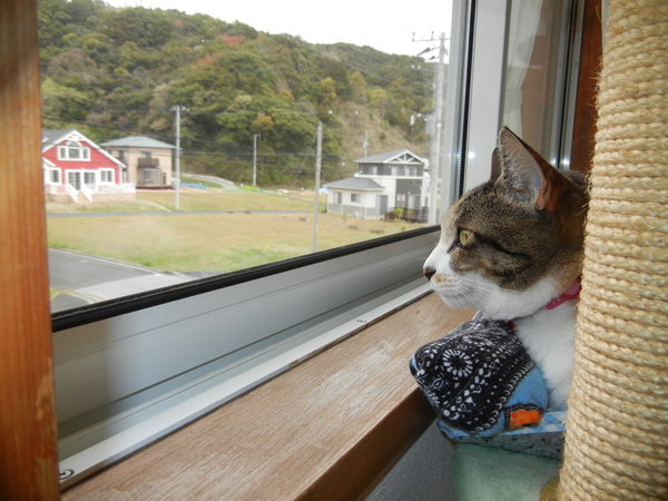’13,4,10(水)ただ今、保護観察中!_f0060461_1724587.jpg