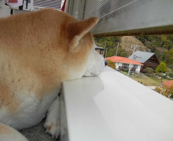 ’13,4,10(水)ただ今、保護観察中!_f0060461_17331862.jpg