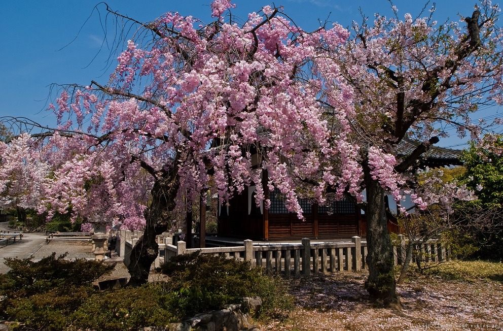 ２０１３桜～上品蓮台寺_f0102363_19204034.jpg