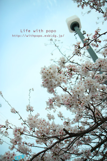 春の車中泊旅行 今治 道後温泉 トイ プードル ポポとの生活 Life With Popo