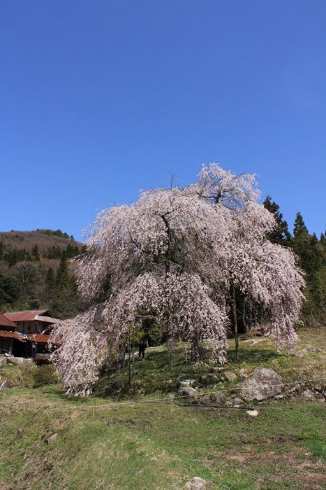 中原の桜_a0183666_781270.jpg