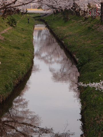 岡崎の桜2013　～とりどりの・・～_c0063468_21123227.jpg