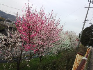 プチ便り( 花もも)_a0206870_040189.jpg
