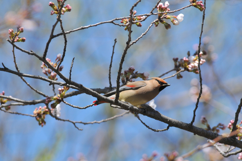 桜とヒレンジャク Ⅰ_f0053272_8364088.jpg