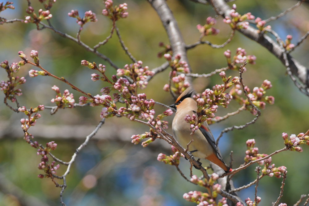 桜とヒレンジャク Ⅰ_f0053272_836629.jpg