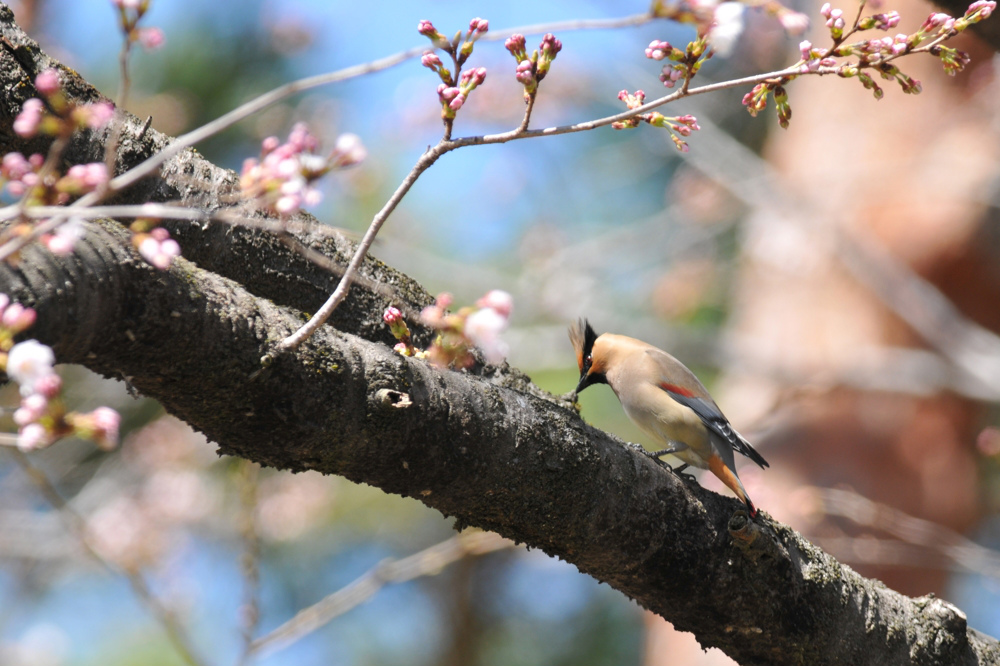 桜とヒレンジャク Ⅰ_f0053272_8373333.jpg