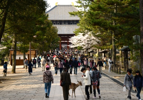 趣味の写真・・・奈良公園＆東大寺_b0105374_194106.jpg