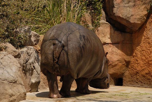 王子動物園ーⅡ_d0074683_23384611.jpg