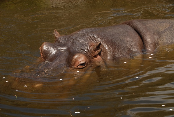 王子動物園ーⅡ_d0074683_23401734.jpg