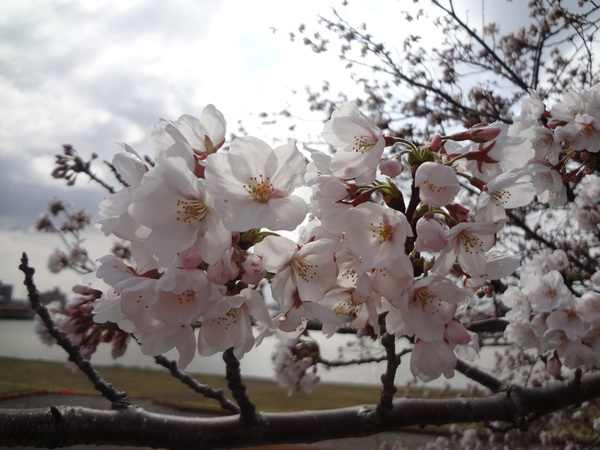 開花状況“6分咲（私見）”_b0125384_180625.jpg