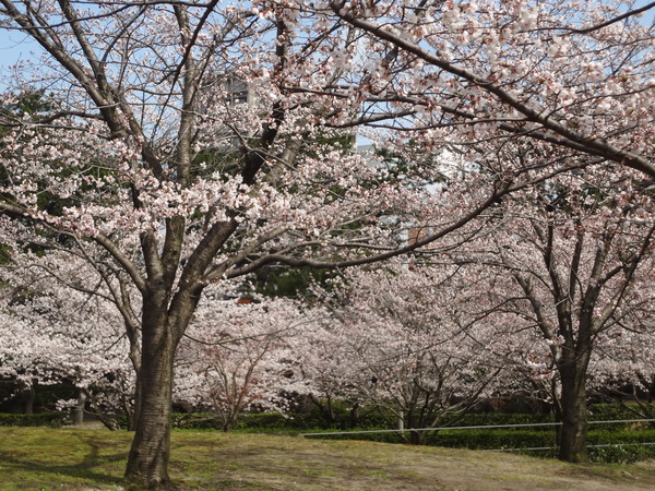 開花状況“6分咲（私見）”_b0125384_1824624.jpg