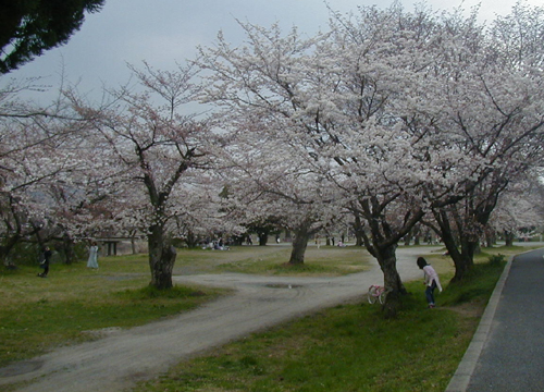 ●嵐山駅前の変化、その２５６（桜の林、温泉）_d0053294_1231366.jpg