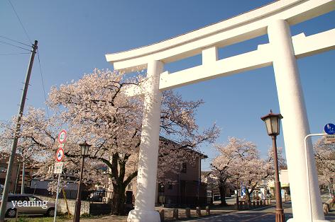 桜と青空_c0265895_1913357.jpg