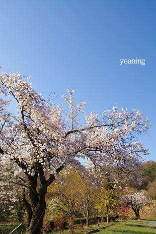 桜と青空_c0265895_1931546.jpg