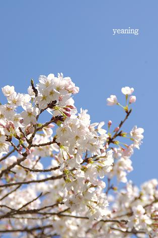 桜と青空_c0265895_1945797.jpg