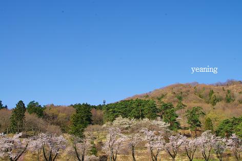 桜と青空_c0265895_1962944.jpg