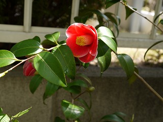庭仕事の愉しみ_a0233896_2341373.jpg