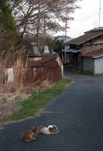 炭住の猫_f0173596_8113597.jpg