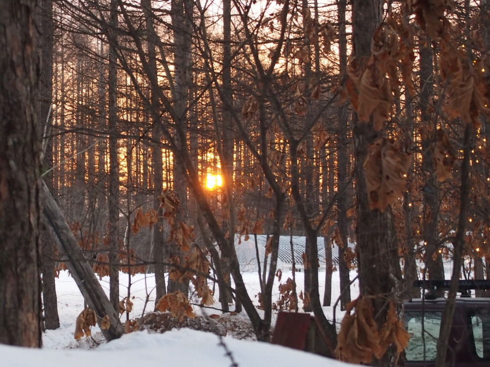 春の陽気の森の仲間たちと・・すこし遅くなった夕暮れ_f0276498_1772117.jpg