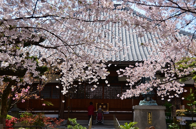 桜寺の墨染寺_a0169902_2331752.jpg