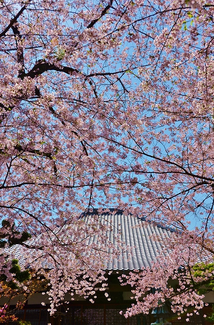 桜寺の墨染寺_a0169902_2334313.jpg