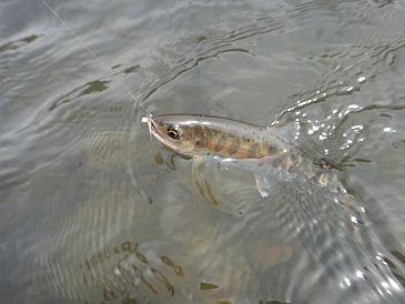 b0172805_10172532.jpg