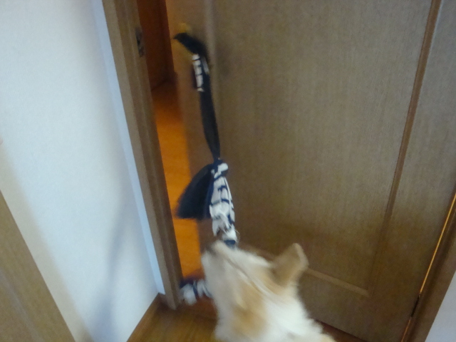 犬を飼うこと　④_e0175905_1305157.jpg