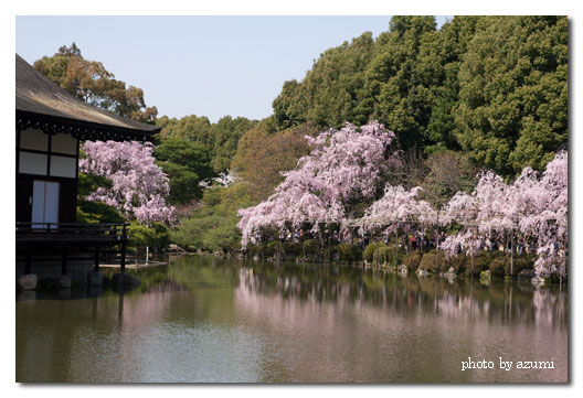 京都　さくら旅　Ⅱ_f0065106_593446.jpg