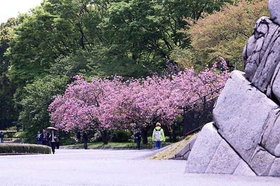 儀装馬車と八重桜、ツツジ_e0255509_20583941.jpg