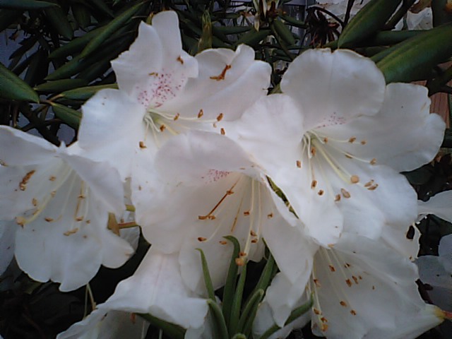 シャクナゲ 石楠花 の白い 花 13 4 11 徳ちゃん便り