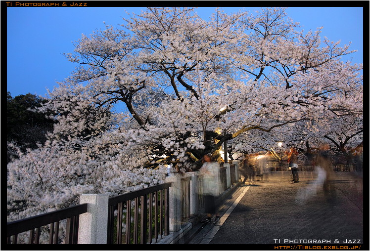 千鳥ヶ淵の桜 Part 1_b0134013_1311735.jpg