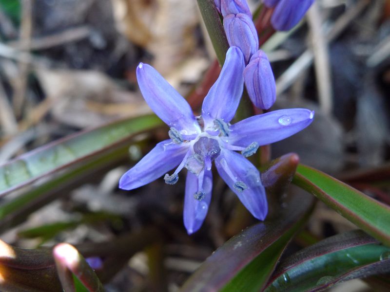 今年最初の開花とフキノトウ狩り_c0025115_1959232.jpg