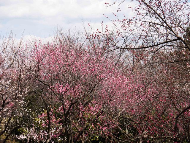 長命館公園_f0107517_21321463.jpg