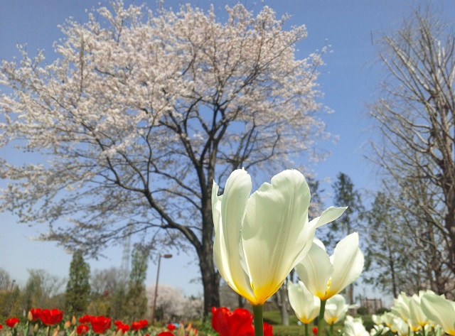 青空と桜と、チューリップ_b0199924_14562068.jpg