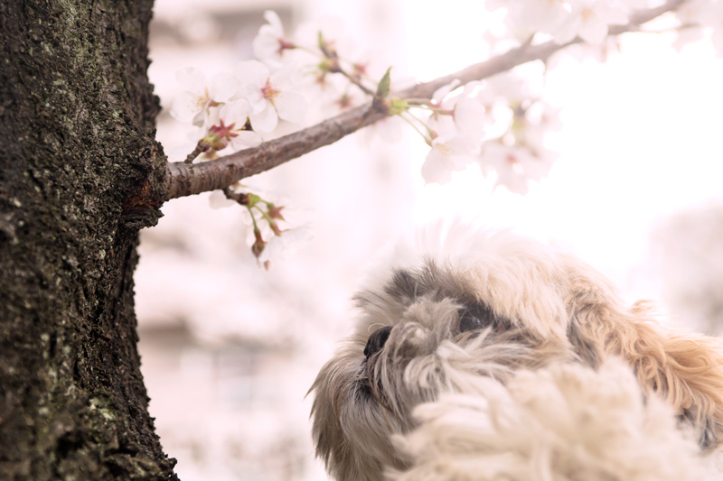 犬と桜_e0148824_15291262.jpg