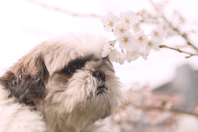 犬と桜_e0148824_15293612.jpg