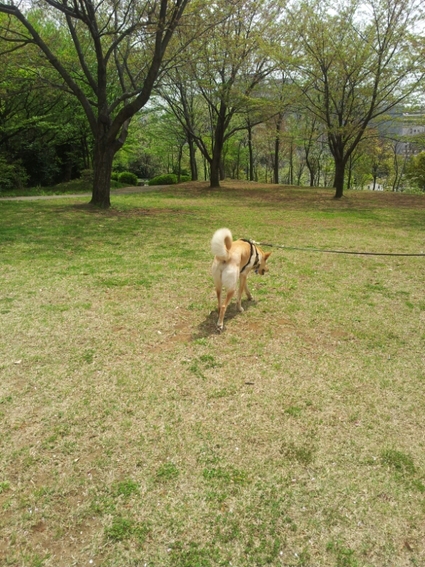 都筑中央公園でお散歩_a0146431_12172599.jpg