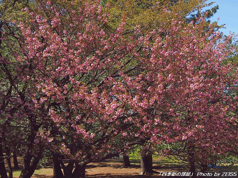 名残りの桜と八重桜_a0195032_21423439.jpg