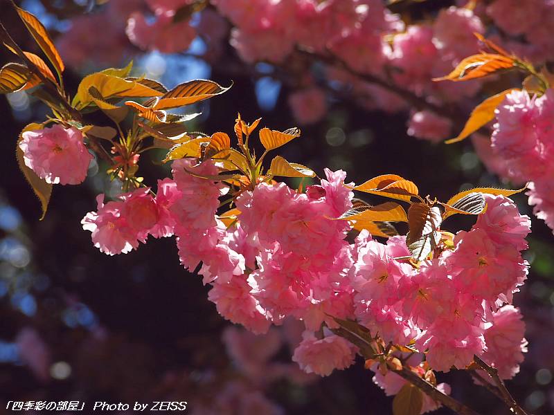 名残りの桜と八重桜_a0195032_21475840.jpg